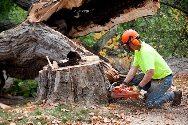 Mulching Services in Florida Gulf Coast University, FL